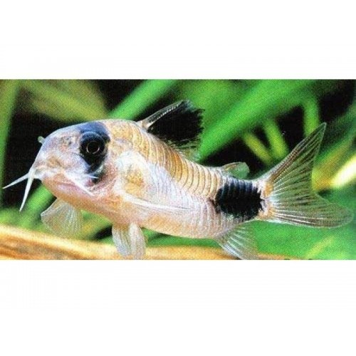 Çöpçü Panda 3 Adet 2-4 Cm 2 DİŞİ 1 ERKEK 