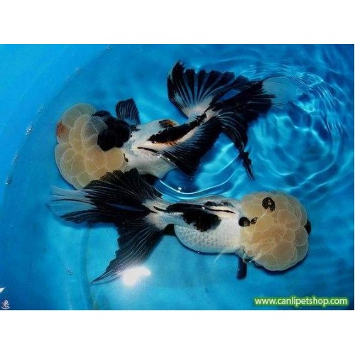 Japon Balığı Panda Oranda Anaç 1 Adet 10 cm