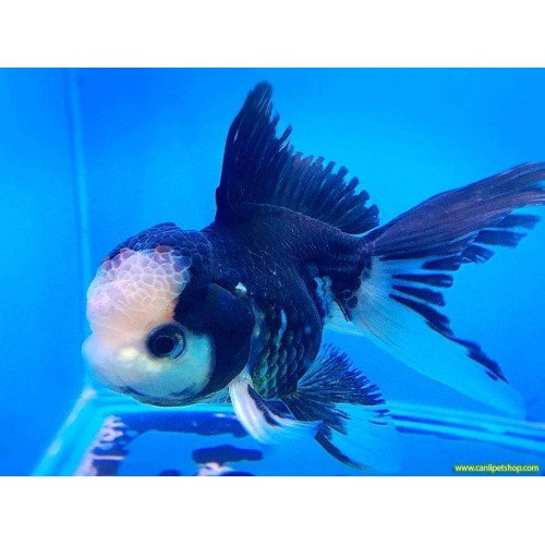 Japon Balığı Panda Oranda Anaç 1 Adet 10 cm
