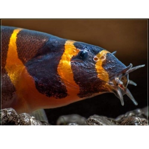 Kuhli Pangio 1 Adet 5-7 Cm