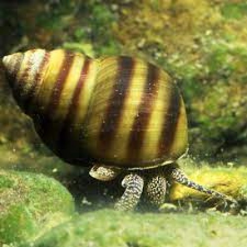 viviparus Salyangoz 1 Adet 3-4 cm 