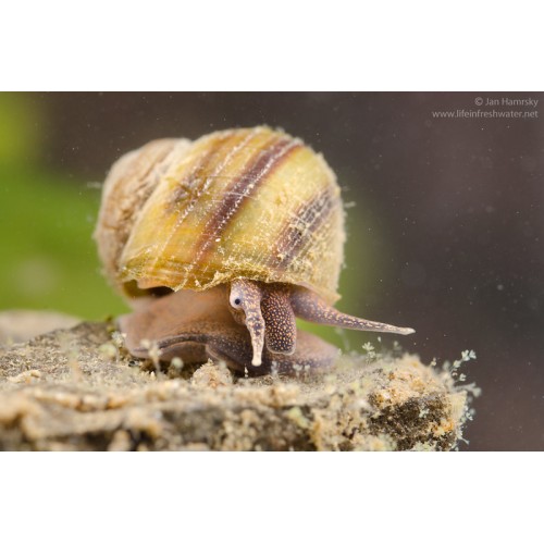 viviparus Salyangoz 1 Adet 3-4 cm 