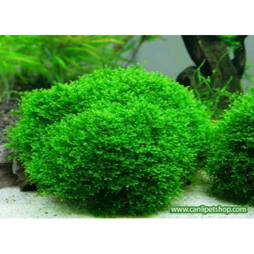 Moss Pelia Moss 1 Kab 