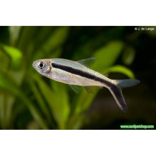 Tetra  Penguen Sürü Balığı 1 Ad 3-4 Cm
