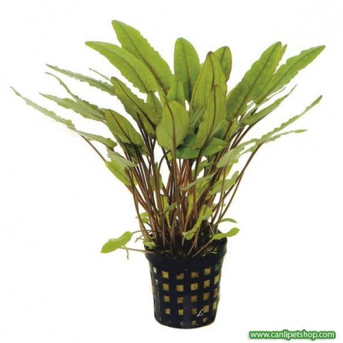 Cryptocoryne Petchii  2 Ad 4-6 Cm Bakımı Kolay