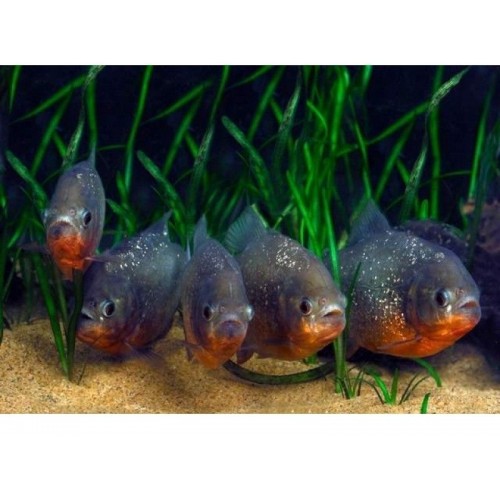 Pirana  Pacu  (Otçul) 1 Adet 4-5 Cm