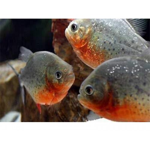 Pirana  Pacu  (Otçul) 1 Adet 8-10 Cm