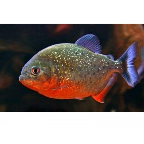 .Pirana Natteri (Etcil) 5 Adet 2-3 Cm 