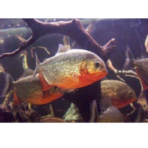 .Pirana Natteri (Etcil) 5 Adet 2-3 Cm 