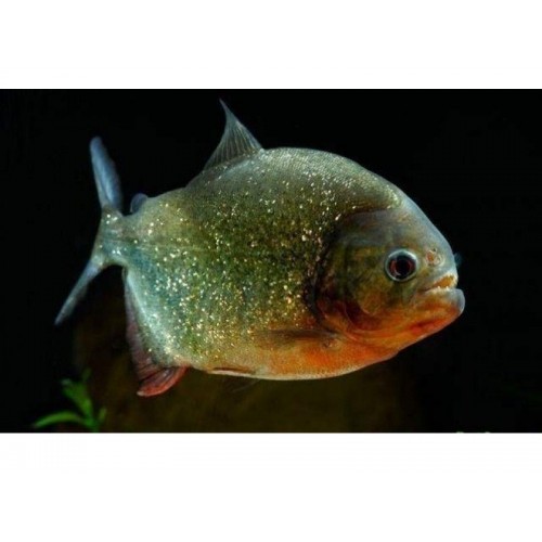 Pirana Natteri (Etcil) 2 Ad 13-14 Cm 