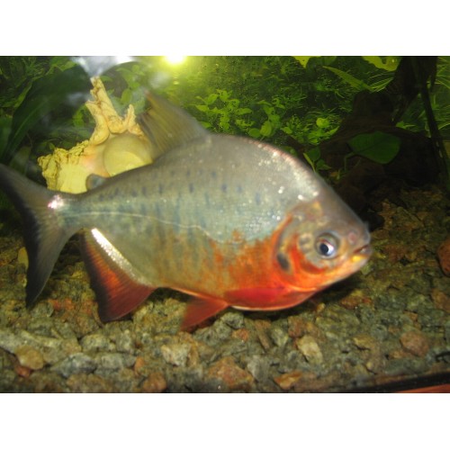 Pirana  Pacu  (Otçul) 1 Adet 4-5 Cm