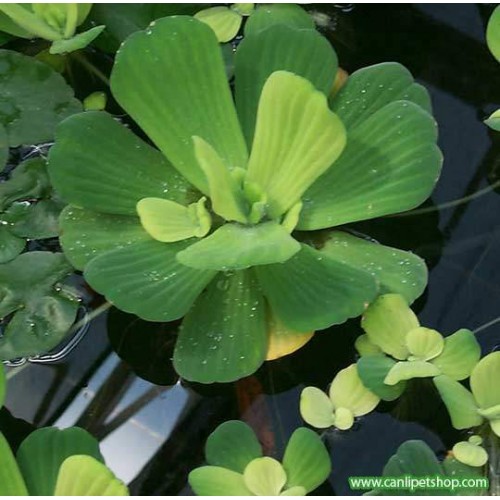 Pistia stratiotes küçük Boy Nitratı Yok Eder 1 Lira büyüklüğünde 1 adet