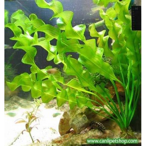 Aponogeton Ulvaceus  Compact  1 Ad (Bakımı Kolay)