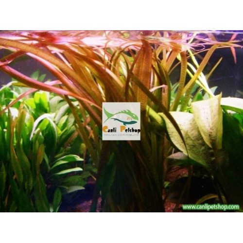 Vallisneria  Marmor - Kızıl Uçlu Saz 5 Kök
