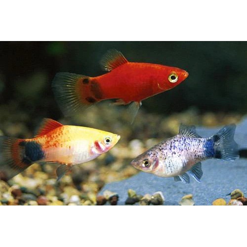 Plati Karışık 1 Ad 3-4 cm 