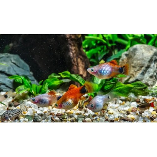 ....Plati Karışık 10 adet 3-4 Cm Kampanya Uygun fiyat