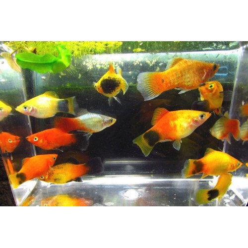 Plati Karışık 1 Adet 4-5 Cm DAMIZLIK