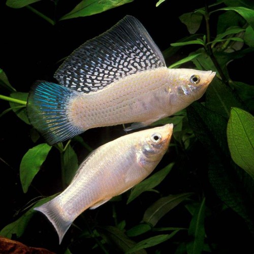 Molly Velifera (Yelken Yüzgeç Molly) 1 Adet 4-5 Cm