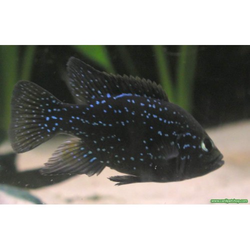 Paratilapia Polleni Ciklet 1 Ad 3-4 Cm