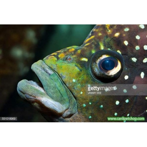 Paratilapia Polleni Ciklet 1 Ad 3-4 Cm