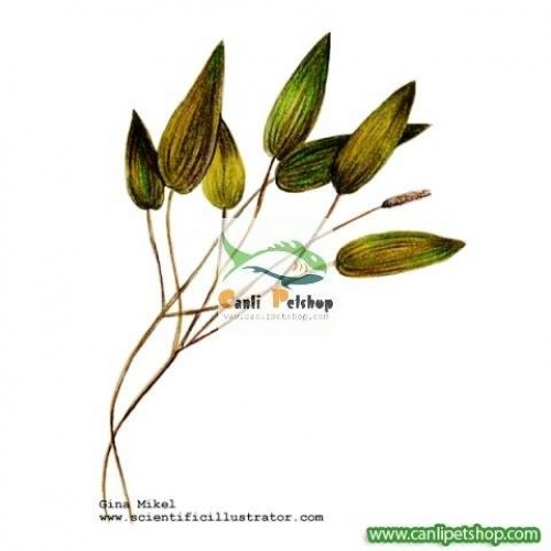 Potamogeton nodosus 1 Dal 4-5 Yaprak