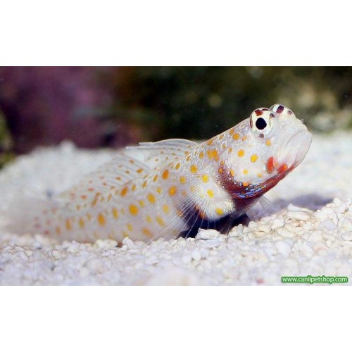 Portakal Goby 1 Ad 5-7 Cm