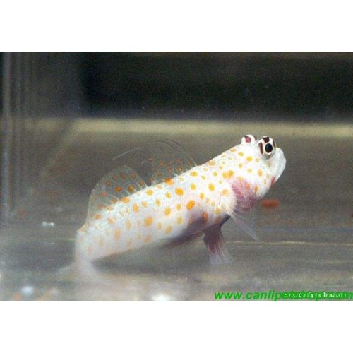 Portakal Goby 1 Ad 5-7 Cm