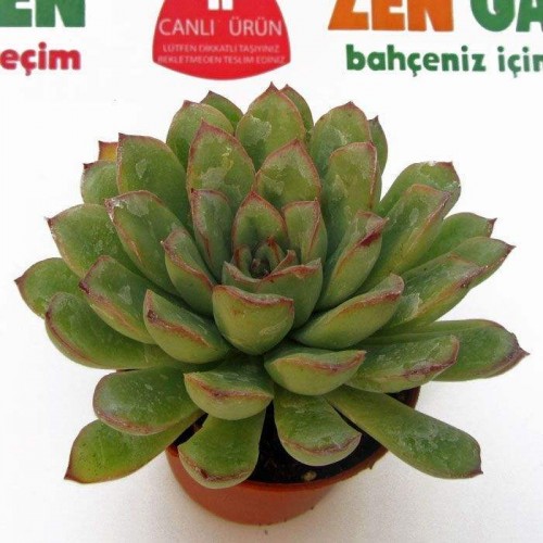 Echeveria pelusida sukulent 1 saksı