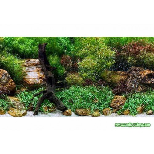 Arka Fon  (Su bahçesi) 50 cm Uzunluk  Yükseklik 30 Cm