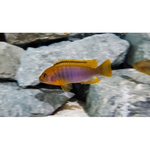 Prenses Kırmızı Ciklet 1 Ad 2-3 Cm