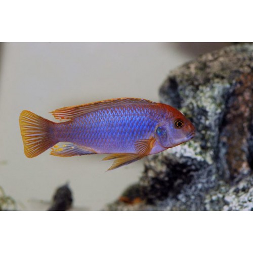 Prenses Kırmızı Ciklet 4 Ad 2-3 Cm