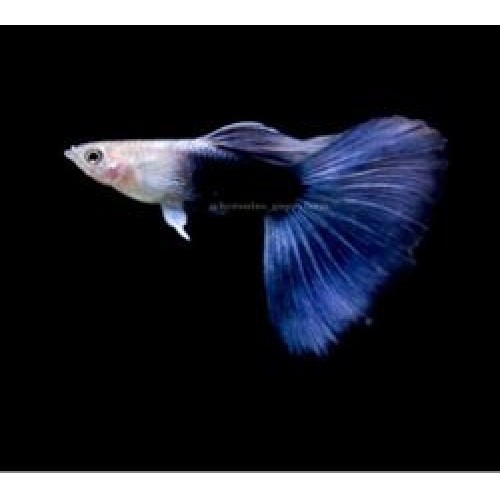 Lepistes (Hb Blue )  2-3 Cm 3 Adet Trio 1 Erkek 2 Dişi Yetişkin