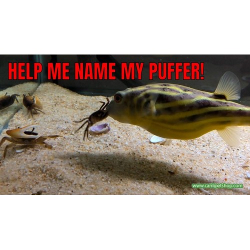 Canlı Yem TatlıSu Yengeci 5 Adet 4-7 Cm (Puffer-Ciklet-Makrakanta Köpek Balığı ve Pirana İçin)