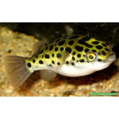 Tatlı Su Puffer (Şişen Balık) Adi Salyangoz Temizleyici 4-5 Cm