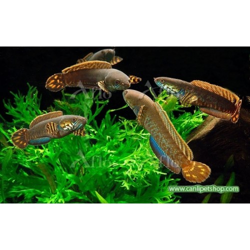 .Channa Asiatica Rainbow Yılanbaş 1 Ad 10-12 Cm