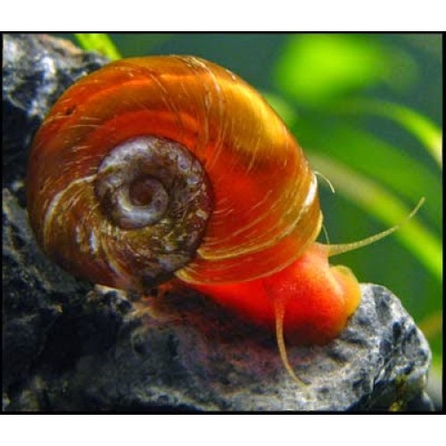 Ramshorn Salyangoz Kahverengi 1 ad