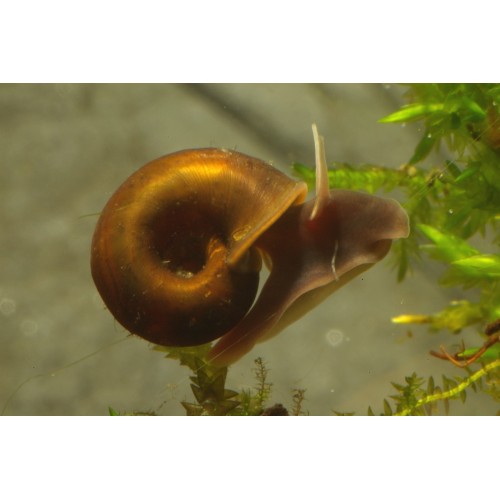 Ramshorn Salyangoz Kahverengi 1 ad