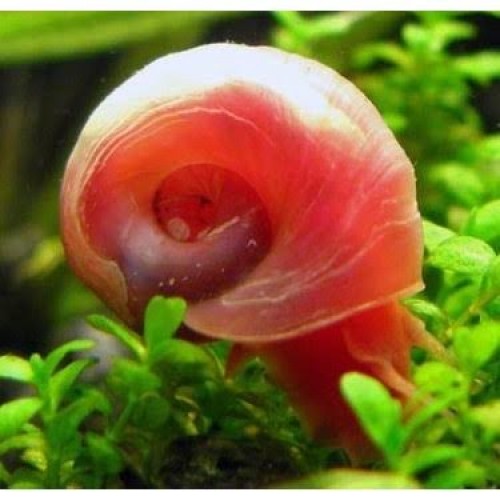 Red Onion Snail Salyangoz (Yosun Canavarı) 1 Adet