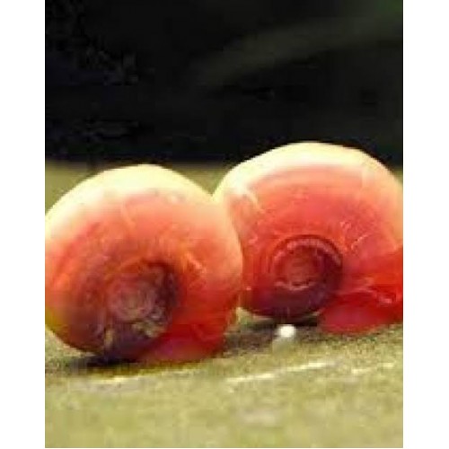 Red Onion Snail Salyangoz (Yosun Canavarı) 1 Adet
