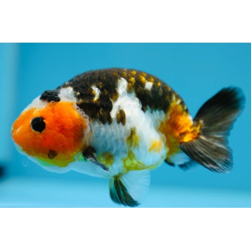 Japon baligi  Ranchu kaliko 1 Ad 5-7 Cm