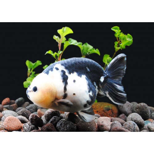 Japon baligi  Ranchu kaliko 1 Ad 5-7 Cm