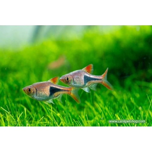 Harlequin Rasbora (Sürü Balığı) 1 Ad 1,5 - 2 Cm 