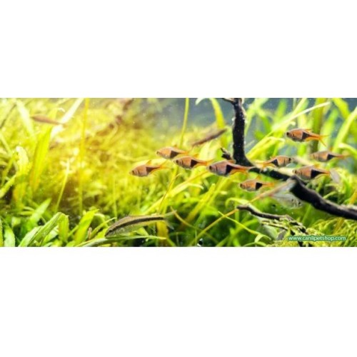 Harlequin Rasbora (Sürü Balığı) 1 Ad 1,5 - 2 Cm 