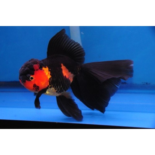 Japon Balığı Kırmızı-Siyah Oranda 1 Adet 7-9 Cm