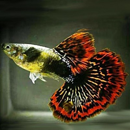 Lepistes  red dragon 1 Ad Erkek 3-4 Cm