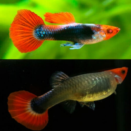 Lepistes Red Tuxedo Koi 1 Ad Erkek 3-5 Cm