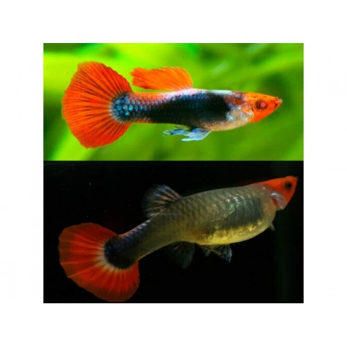 Lepistes Red Tuxedo Koi 1 Ad DİŞİ 3-5 Cm
