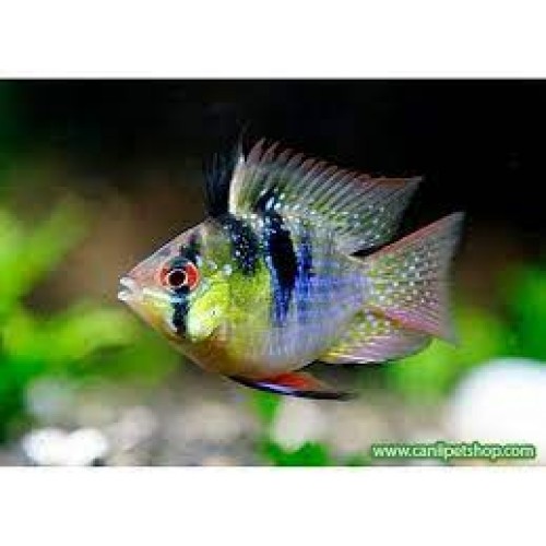 Ramirezi Ciklet 1 Adet 4-6 Cm