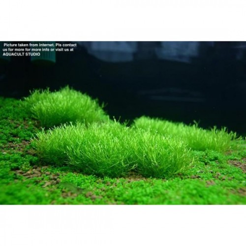 Riccia fluitans 1 Pkt