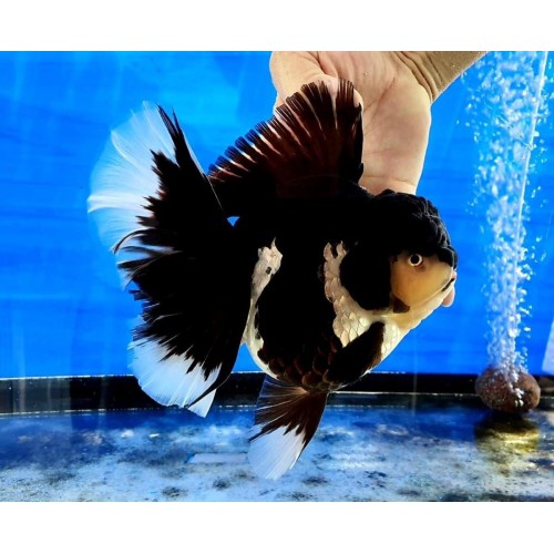 Japon Balığı Ryukin PANDA 7-8 Cm 1 ADET NADİR TÜR 